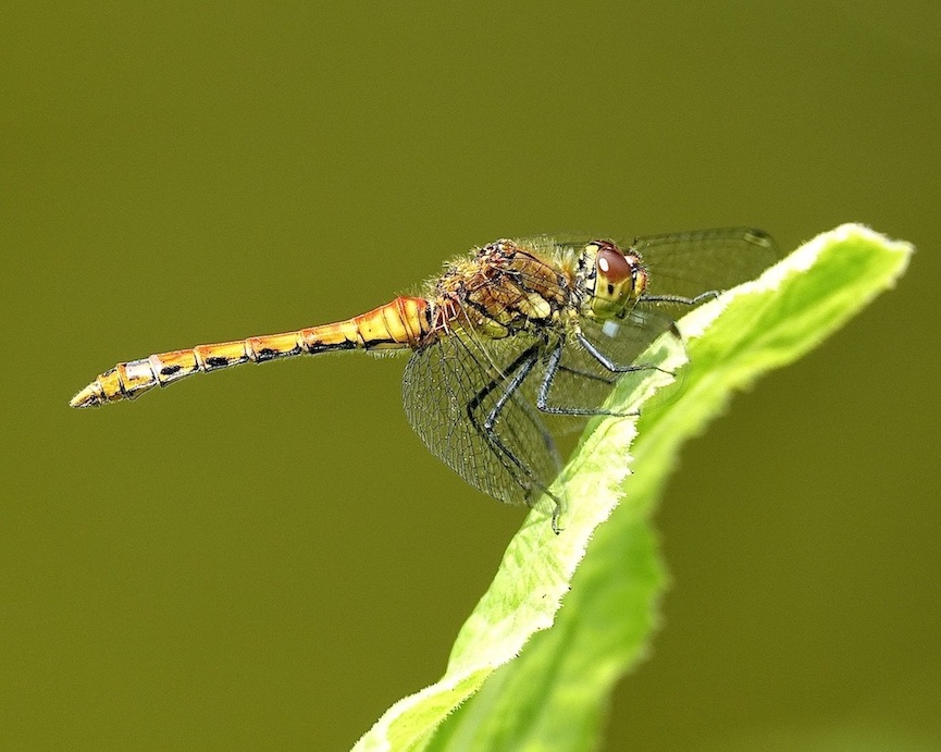 ruddy darter